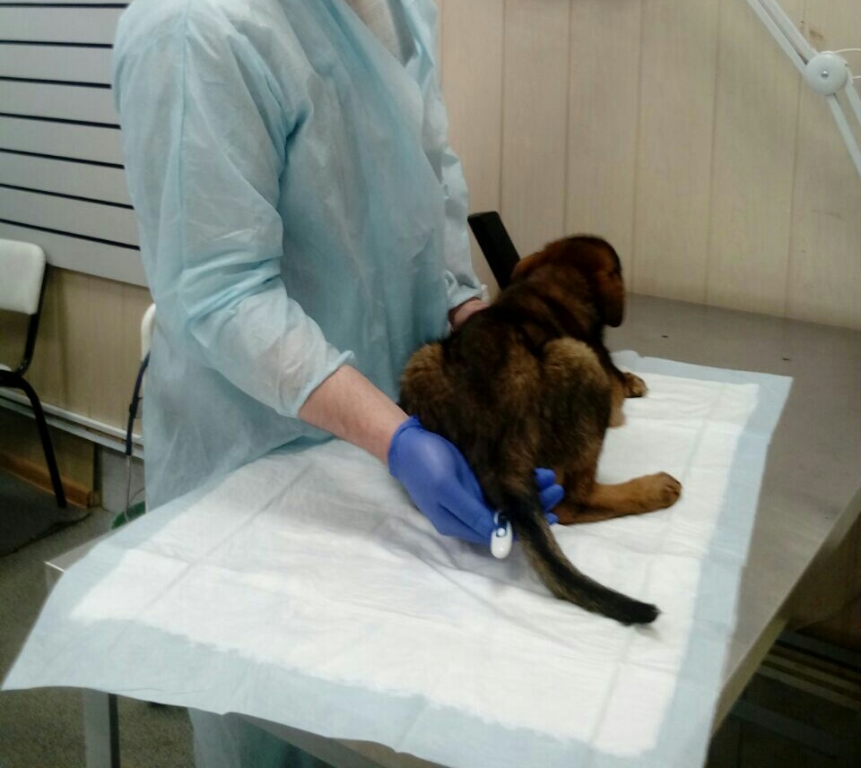 Гастроэнтеролог ветеринар от 500 руб. | Доступная стоимость вызова ветеринарного гастроэнтеролога на дом - My-Vet.Pro